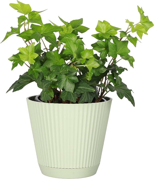 Thorsen's Greenhouse Live Green English Ivy Plant, Hedera Helix, Natural Air Purifier, Easy to Grow, Live Indoor Houseplant, 4" Diameter Pot (Sage)