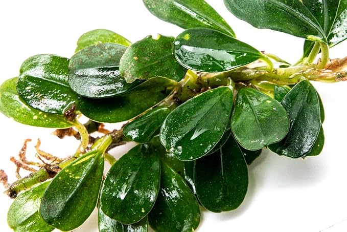 SubstrateSource Bucephalandra Purple Blue Live Aquarium Plant - Natural Freshwater Fish Tank Decorations, Aquatic Decor (Small Clump (3-5 Plants))