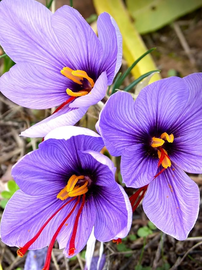 Saffron Crocus Bulbs - Long Lasting, Enhance Garden with Exquisite Flavor | Harvest Spice at Home - Low Maintenance & Easy to Grow - Autumn Bloomers (10 Pack)
