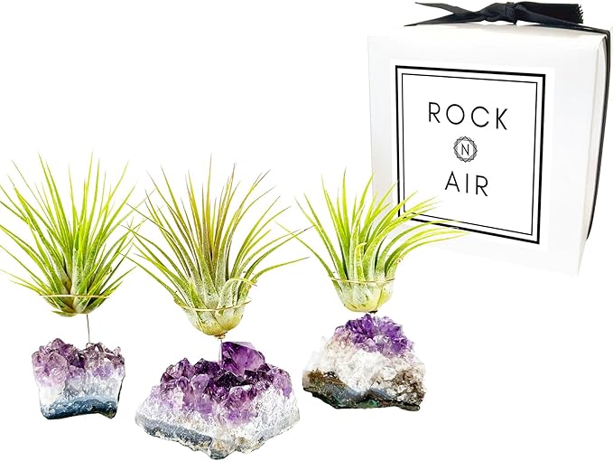 Set of 3 Mini Amethyst Crystal Air Plant Holders – Hand-Altered Natural Geode Clusters with Live Tillandsia, Ready-to-Gift Décor for Women, Birthdays, Christmas & Housewarming