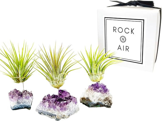 Set of 3 Mini Amethyst Crystal Air Plant Holders – Hand-Altered Natural Geode Clusters with Live Tillandsia, Ready-to-Gift Décor for Women, Birthdays, Christmas & Housewarming