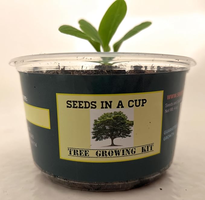 Grow Your Own Date Palm Tree Seed Kit - 100% Guaranteed Germination or We Will Replace Seeds (Plastic Planter)