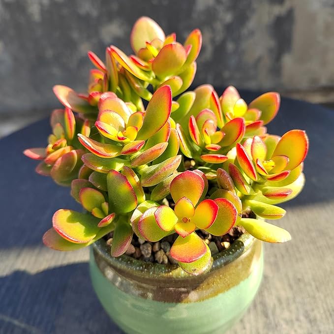 Dwarf Jade with White Stripe Pot, Live Crassula Ovata Crosby's Compact, Rare Cute Succulent Plant in 4" Planter, Home Office Décor