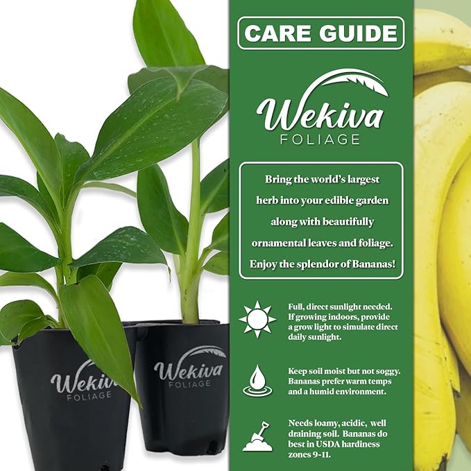 Goldfinger Banana Tree - 4 Live Starter Plants - Musa - Edible Fruit Bearing Tree for The Patio and Garden