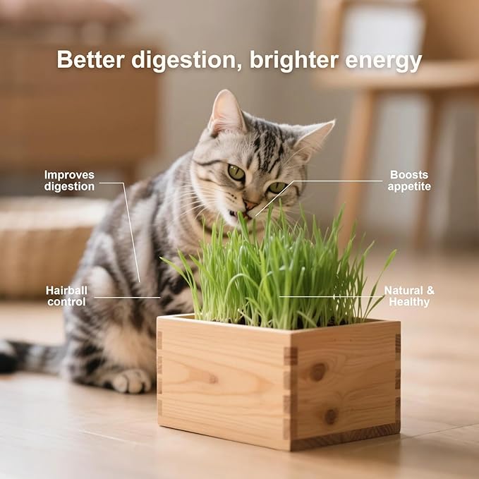 Cat Grass Kit for Indoor Cats Complete with Rustic Wood Planter, Organic Wheat Grass Seed and Soil, Grows in 7 Days, Prevent Hairballs and Aid Digestion Ideal Birthday Christmas Gift for Cat Lovers