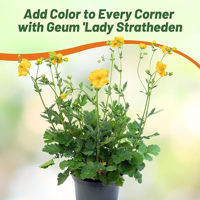 Outsidepride Lady Stratheden Geum Seeds - 1000 Pcs Easy to Grow Perennial Flower Seeds for Planting with Vibrant Blooms Attractive to Pollinators, for Cut Flower Arrangements, Borders, & Flower Beds
