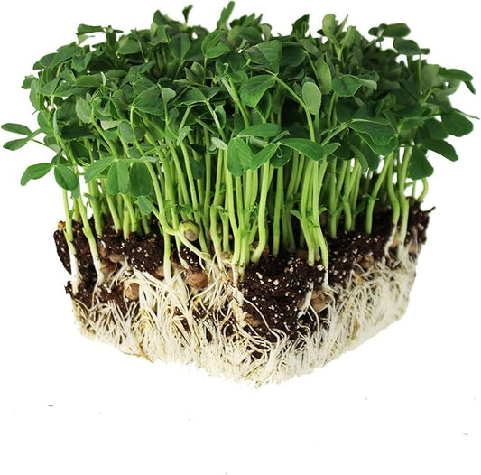 Speckled Pea Sprouting Seeds - 25 g Packet ~75 Seeds - Certified Organic, Non-GMO Green Pea Sprout Seeds - Sprouts & Microgreens