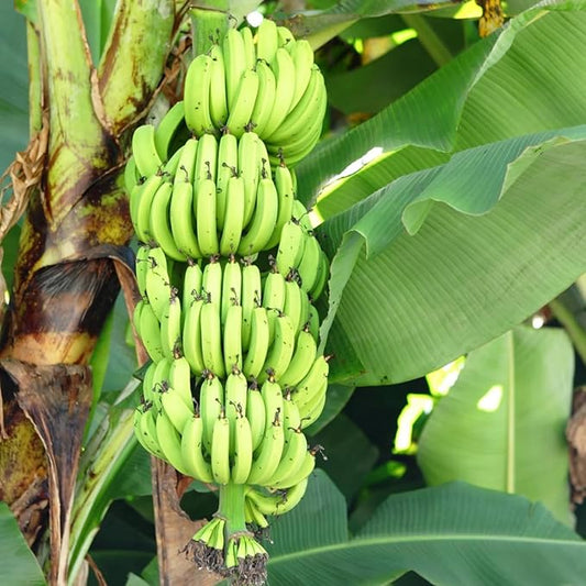 Grand Nain Banana Tree Live Plant, Cold Hardy Banana Plant Live, Tropical Banana Fruit Seedling, Well Rooted 4-8 Inch Tall