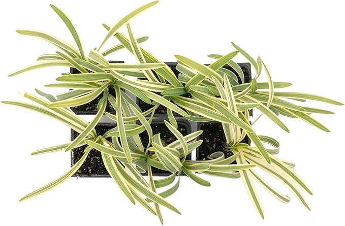 6 Pacific Grove Agapanthus in 3.5” Nursery Cubes (Agapanthus ‘Pacific Grove’) | Variegated Evergreen Perennial for Borders, Beds & Containers | Ready-to-Plant Live Starter Plants