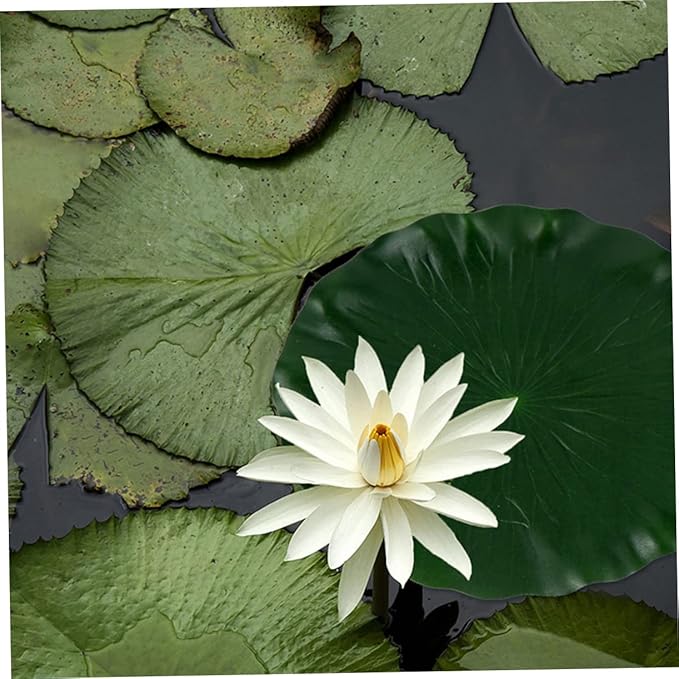 DOITOOL Artificial Lily Pads for Koi Pond: 3 Pcs Artificial Floating Foam Lotus Leaves 11 Inch Realistic Water Lily Pads Ornaments for Patio Fish Pond Pool Aquarium Decor, Green