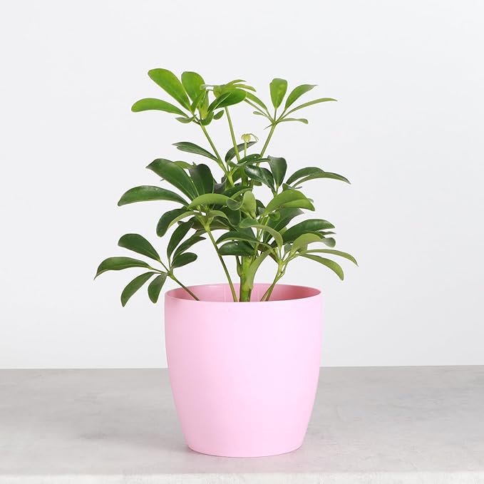 Thorsen's Greenhouse Live Arboricola Umbrella Tree Plant, Schefflera Arboricola, Natural Air Purifier, Easy to Grow, Live Indoor Houseplant, 4-inch Diameter (Blush)