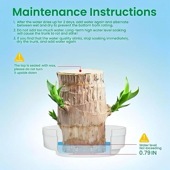 Lucky Wood Plant, Indoor Plant, Brazilian Wood Plants, About to Sprout, Office Desk Ornaments, Kitchen, Living Room (Mixing)