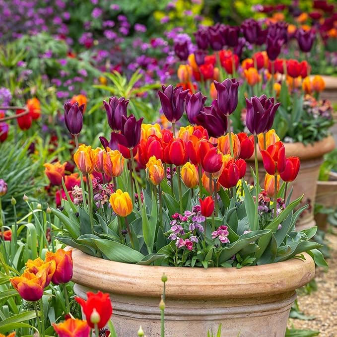 20 Mix Tulip Bulbs for Fall Planting, Vibrant Spring Blooms, Easy Fall Planting, Bulk Tulips Bulbs Perennial Flowers, Medium Size Bulbs Ready to Grow (Mix Single Tulip Bulbs)
