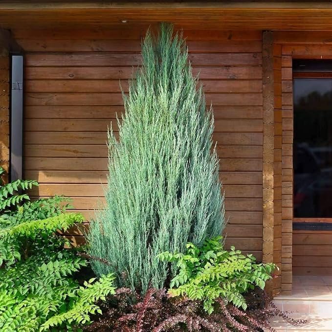 Skyrocket Juniper | 3 Live Plants | Juniperus Scopulorum | Evergreen Privacy Screen, Fast Growing Landscape Tree, Low Maintenance Garden, Ornamental Foliage, Drought Tolerant Plant
