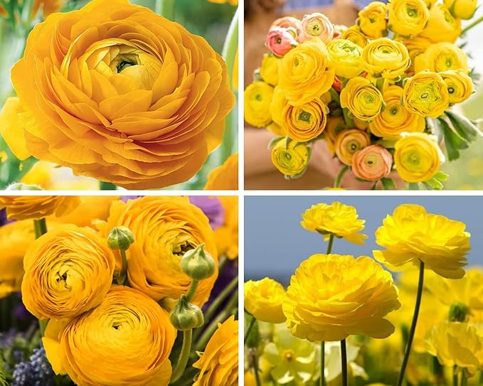 Ranunculus Bulbs for Planting, 25 Mix Ranunculus Bulbs for Fall Planting, French Peony Ranunculus Corms Bulk Ranunculus Flowers Buttercups, Butterfly Ranunculus Bulbs to Grow