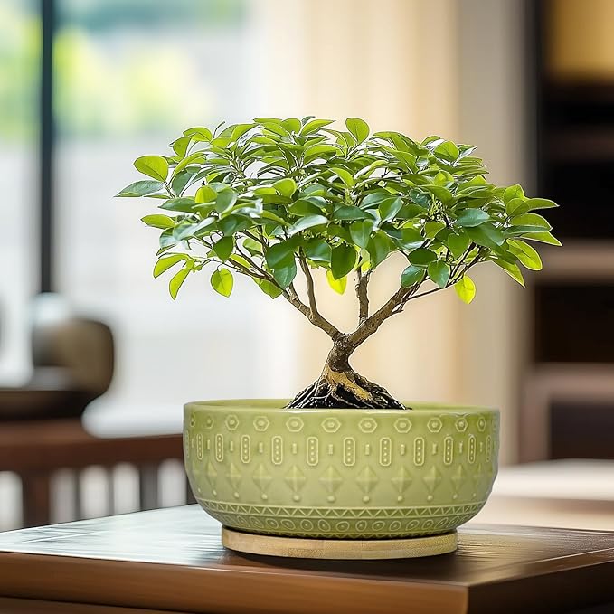 Bonsai Tree Pot - 8 Inch Ceramic Succulent Pots with Drainage Hole and Saucer, Boho Round Shallow Planter Bowl for Indoor Plants Flower, Office Decor, Gifts for Women & Men, Green