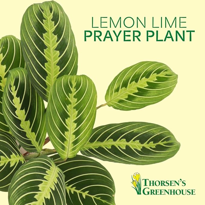 Thorsen's Greenhouse Lemon Lime Prayer Plant, Live Indoor Plant, Pet Friendly, Attractive Houseplant, Lemon Maranta, Natural Air Purifier, Easy to Grow, 4" Diameter Pot (Blush)