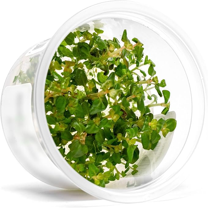 SubstrateSource Live Plant - Aciotis acuminifolia - Slow-Growing Midground Red Accent Plant for Aquascaping, Snail-Free in Vitro Aquarium Stem Plant - Tissue Culture
