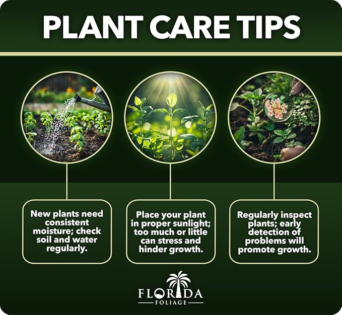 Blue Point Juniper - 20 Live Trees - Juniperus Chinensis - Evergreen Screening Plant