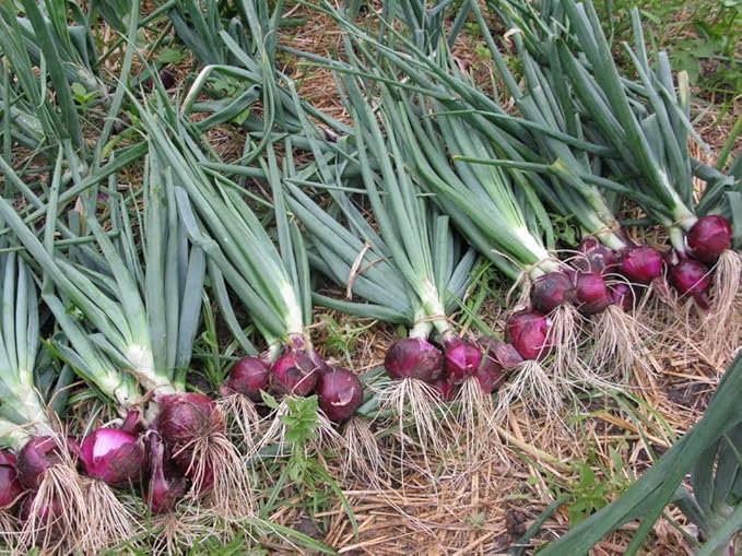Simply Seed™ - Sweet Red Onion Bulbs - 1LB - Naturally Grown - Non GMO - Grow Anywhere - American Raised