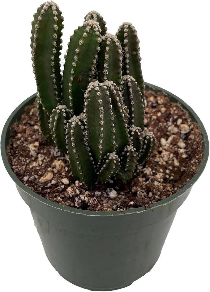 Fairy Castle Cactus - Cereus - Houseplant/Terrarium/Fairy Garden - 4" Pot