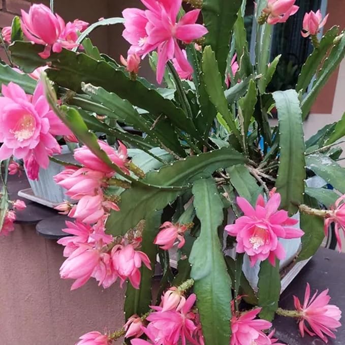 2 Pink Epiphyllum Plants Live, Epiphyllum Orchid Cactus Plant from 6 to 8 Inches Tall, Epiphyllum Rooted in 4 Inches Pot, Live Epiphyllum Orchid Cactus Plant for Garden