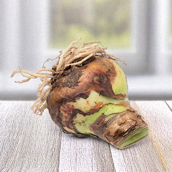 Merengue Spider Amaryllis Bulb by Horn Canna Farm | Exotic Indoor Flower Bulb for Winter Growing | Long Petaled Green Orange Bronze Blooms