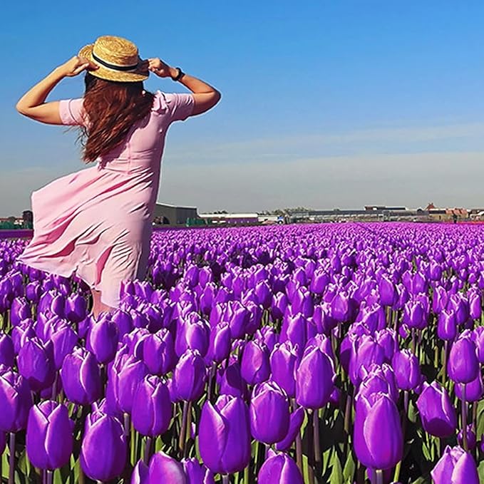 Purple Prince Tulip Bulbs – 50 Bulbs Easy Grow Perennial Tulips | Vibrant Early Spring Blooms | Fall Planting | Excellent for Cutting & Garden Borders
