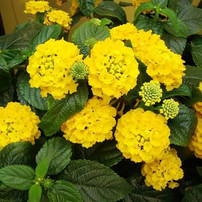 2 Trailing Lantana Plants Live, Lantana Live Plants for Planting Outdoors Between 5 and 7 Inc Long Garden (Yellow)