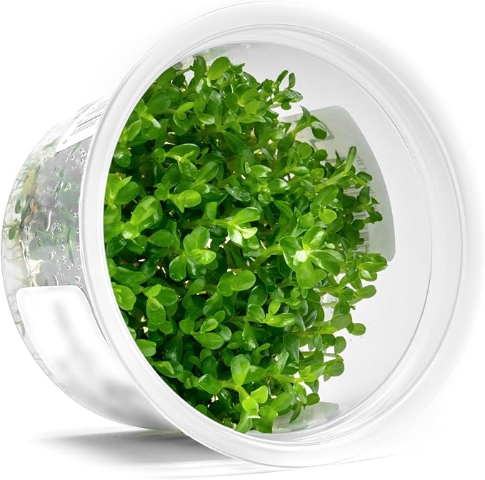 SubstrateSource Live Aquarium Plant - Rotala sp. Goias - Snail Free in-Vitro Intermediate Care Freshwater Aquatic Plants for Aquascaping, High Light, Moderate Growth - Tissue Culture
