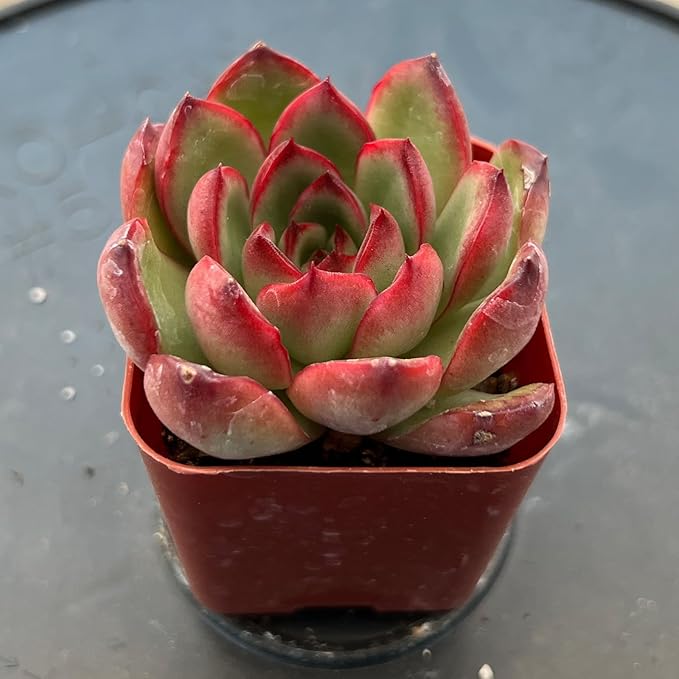 Sprout N Green Echeveria Puli-lindsayana, 1 Live Mini Succulent Plant Fully Rooted in 2 inch Starter Pot, Real House Plant for Indoor Outdoor Home Office Wedding Decoration Party Favor