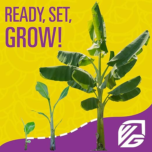Wellspring Gardens Banana Fuel Fertilizer - Water-Soluble 15-5-30 Blend - Banana Plant Fertilizer - Plant Food - Formula for Banana Trees & Plants - Grow Healthy and Happy Plants (1 Pound)