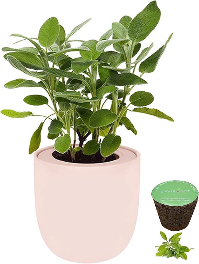 Hydroponic Herb Growing Pink Ceramic Kit, Self-Watering Kitchen Garden Starter Kit with Organic Seeds (Sage)