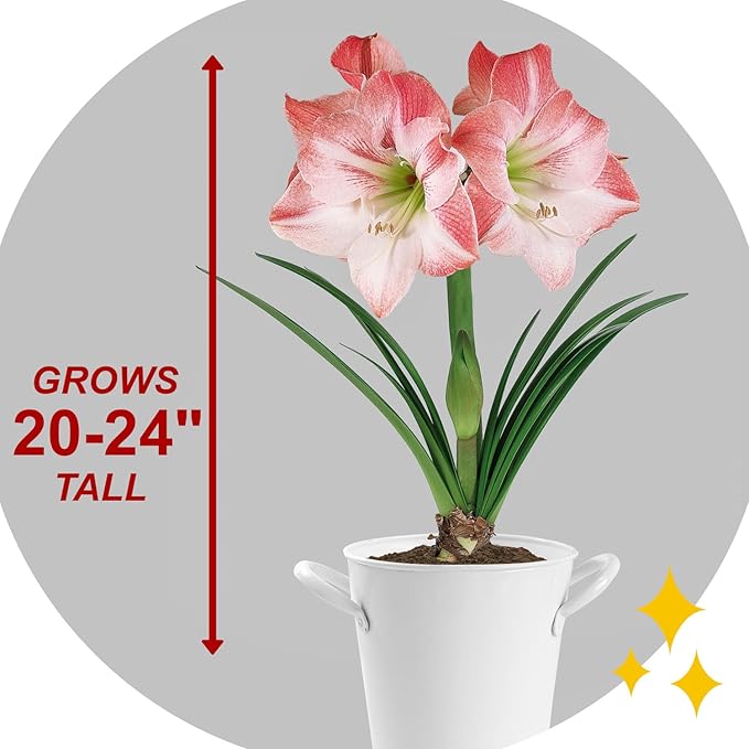 Garden State Bulb Apple Blossom Amaryllis Flower Bulb, 28/30cm, Holiday (Bag of 6)