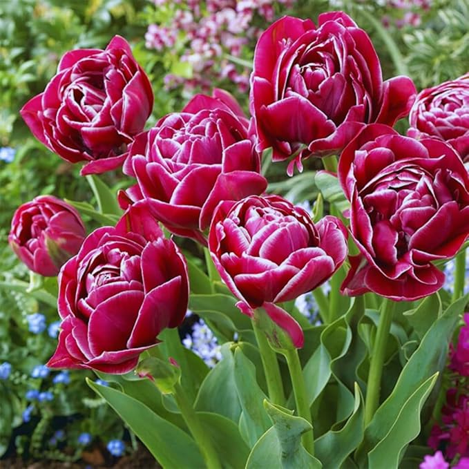 10 Tulip Bulbs for Fall Planting Bulk, Tulip Bulb, Perennial Flower Bulbs for Garden Growing, Tulip Bulbs Bulk (Double Mix)