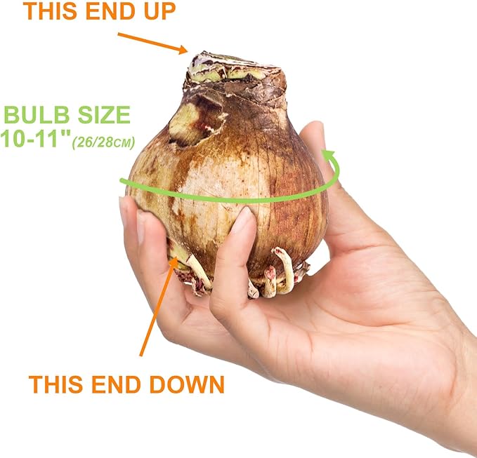 Garden State Bulb Red Double Amaryllis Bulb Gift Kit, 26/28cm, Decorative Planter (Red Ceramic)