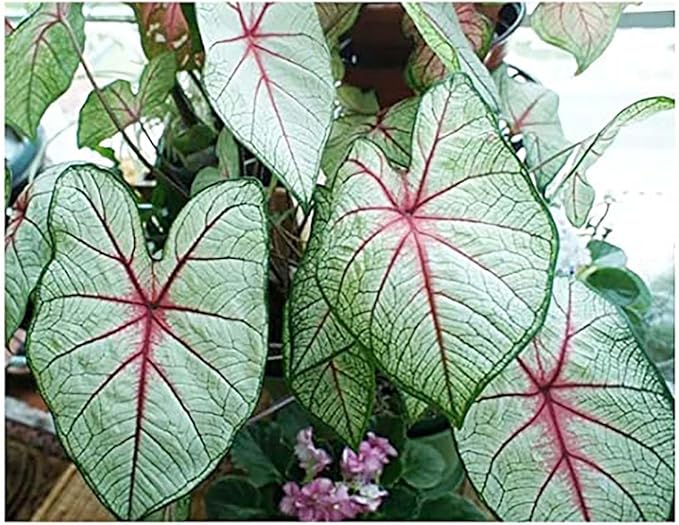 Florida Sunrise Caladium Bulbs - One Top Size Bulb - Bright Yellow and Green Foliage - Giant Caladium for Gardens and Pots - Hardy in Zones 9-11 - Caladium Plants for Shaded Areas