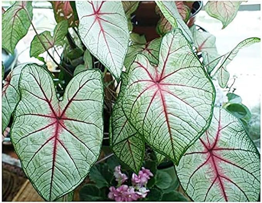 Florida Sunrise Caladium Bulbs - One Top Size Bulb - Bright Yellow and Green Foliage - Giant Caladium for Gardens and Pots - Hardy in Zones 9-11 - Caladium Plants for Shaded Areas