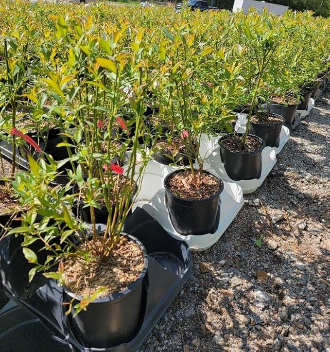 Mini Blues Blueberry Bush - Live Plant - (2.5 QT)