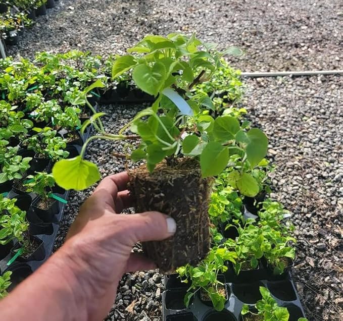 Climbing Hydrangea Anomala (petiolaris) - Live Plant - (1 QT)