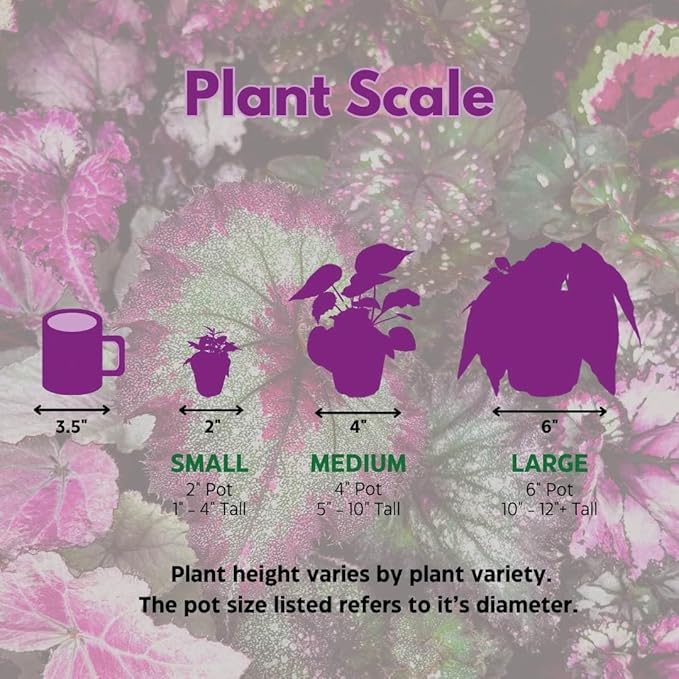 Harmony's Flame Violets Colorful Episcia Grower's Choice Mix 2 inch Set of 6 Rare Variegated and Collector's Varieties
