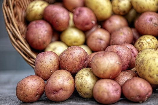 Simply Seed™ - 5 Lb Seed Potatoes Non GMO Red Pontiacs and German Butterballs