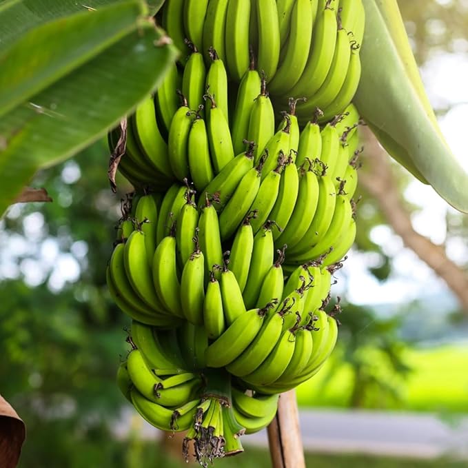 Grand Nain Banana Tree Live Plant, Cold Hardy Banana Plant Live, Tropical Banana Fruit Seedling, Well Rooted 4-8 Inch Tall