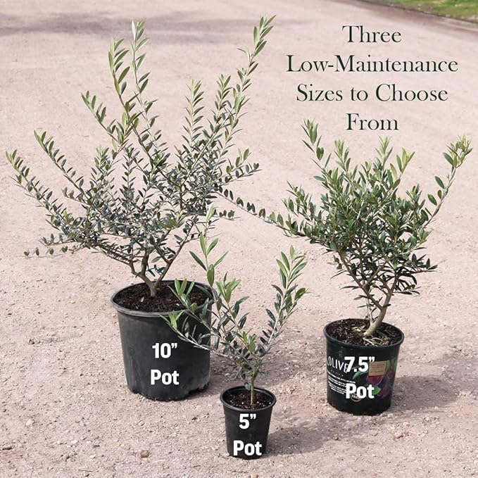 American Plant Exchange Arbequina Olive Tree – Live 7.5-Inch Pot, Fruit Bearing Tree, Cold Hardy Edible Variety for Containers, Patios, and Mediterranean-Inspired Gardens