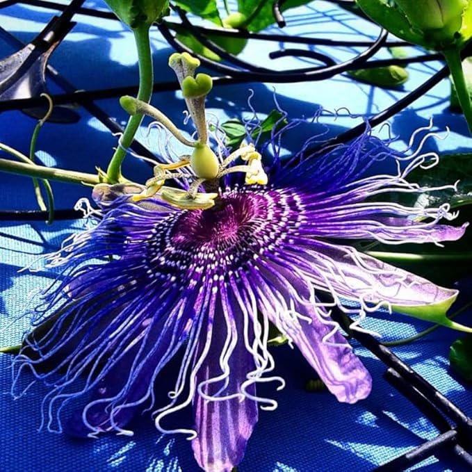 Passion Flower Plant Live, 5 to 8 Inch Tall Passiflora Vine, Fragrant Climbing Plant for Garden or Trellis, No Pot, Well-Rooted (Purple Passion Flower)