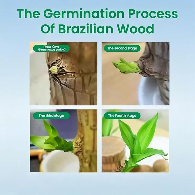 Lucky Wood Plant, Small Indoor Plant, Brazilian Wood Plants, About to Sprout, Office Desk Ornaments, Kitchen, Living Room, Home Decoration Yellow