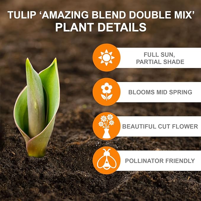 Garden State Bulb Amazing Blend Double Mix Tulip Flower Bulbs, 12/+ cm, Fall Planting (Bag of 100)