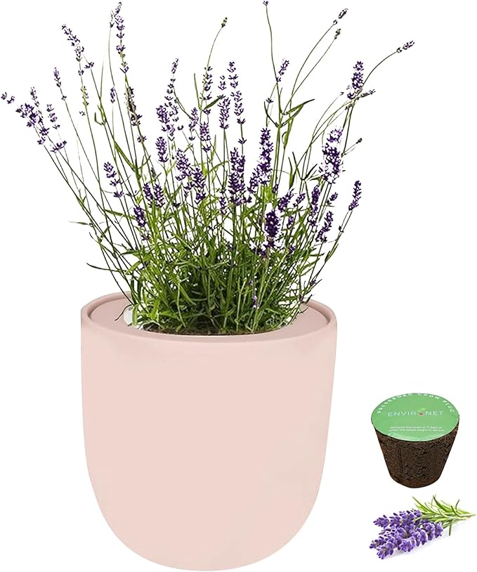 Hydroponic Herb Growing Pink Ceramic Kit, Self-Watering Kitchen Garden Starter Kit with Organic Seeds (Lavender)