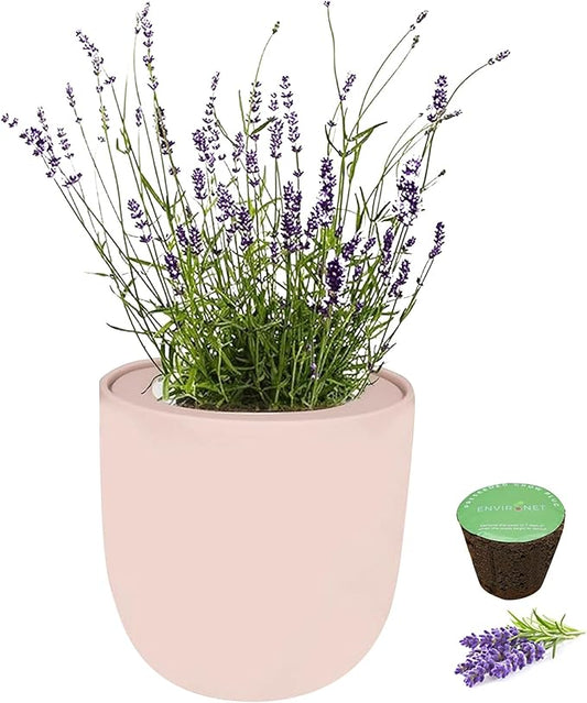 Hydroponic Herb Growing Pink Ceramic Kit, Self-Watering Kitchen Garden Starter Kit with Organic Seeds (Lavender)