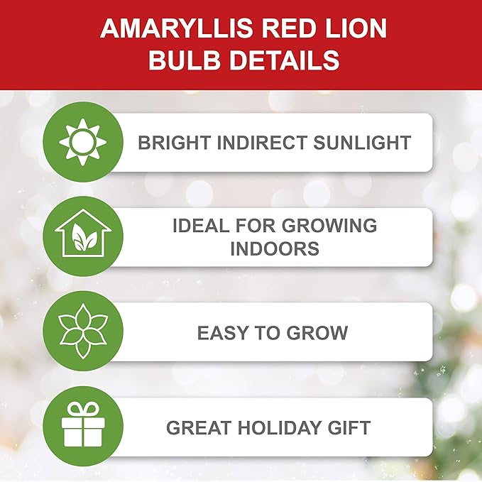 Garden State Bulb Red Lion Amaryllis Flower Bulbs, 26/28cm, Holiday Blooms! (Bag of 6)